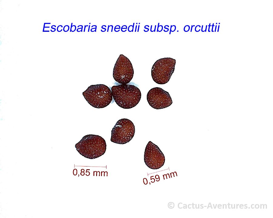 Escobaria sneedii subsp. orcuttii